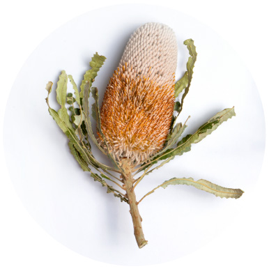 Interior Styles Modern Australian - Dried Banksia Flower Australian Botanicals